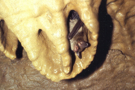 A little brown bat (myotis lucifugus) in a small drapery in Surprise Cave, New York