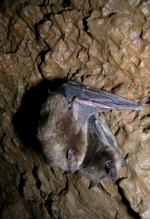 A pair of little brown bats, Myotis lucifugus.