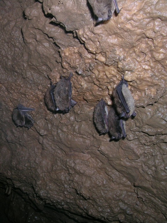 A few more little brown bats, Myotis lucifugus.