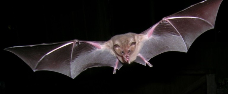 Photo of a Pallas's Long-tongued bat.