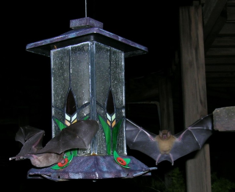 Photo of a Pallas's Long-tongued nectar feeding bat at the hummingbird feeder, CocoView resort in Roatan