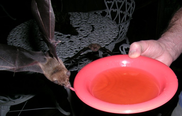 Photo of a nectar feeding bat drinking sugar water at CocoView resort in Roatan