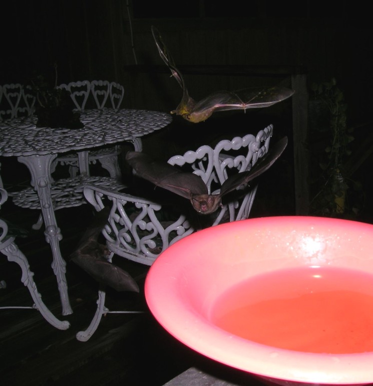 Photo of nectar feeding bats approaching a bowl of sugar water at CocoView resort in Roatan.