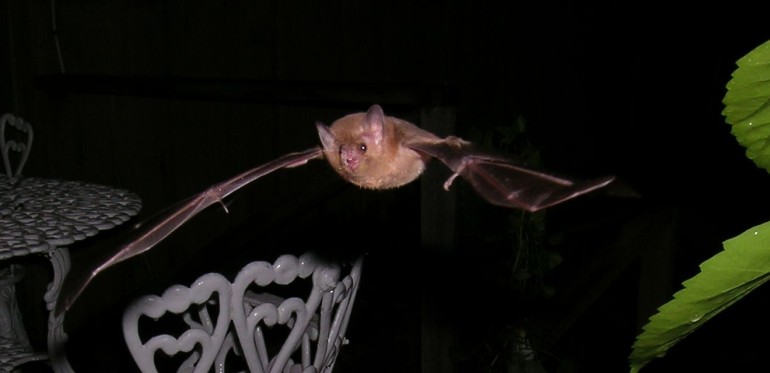 Photo of a nectar feeding bat at CocoView resort in Roatan.