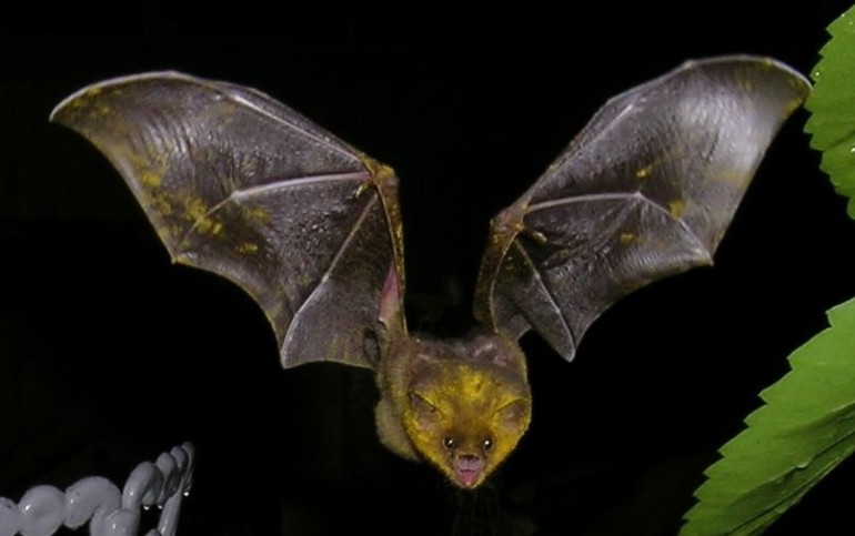 Photo of a nectar feeding bat at CocoView resort in Roatan.