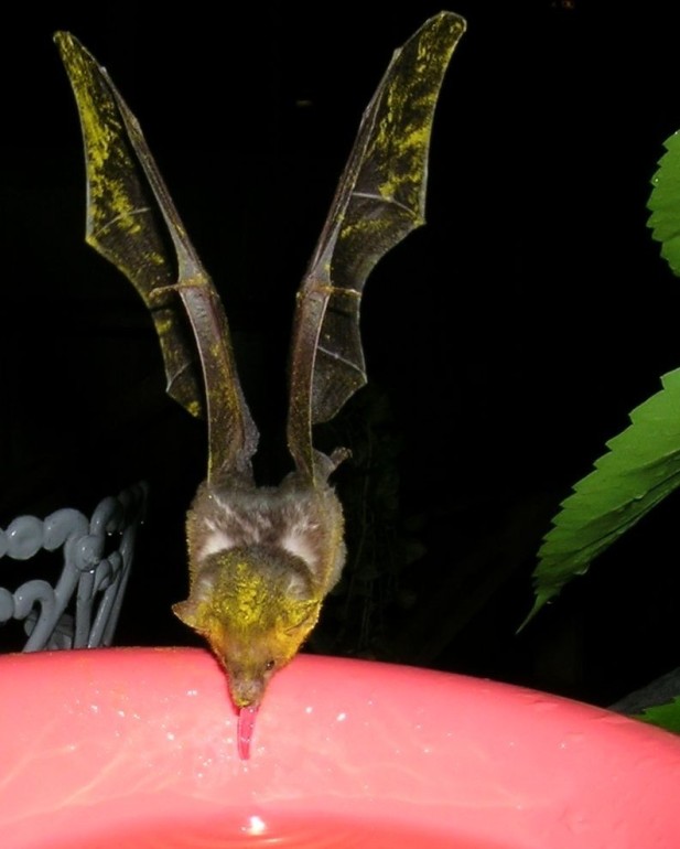 Photo of a nectar feeding bat, covered in yellow pollen, drinking sugar water at CocoView resort in Roatan.