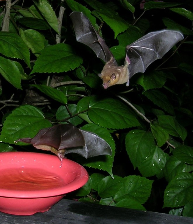 Photo of two nectar feeding bats drinking sugar water at CocoView resort in Roatan.