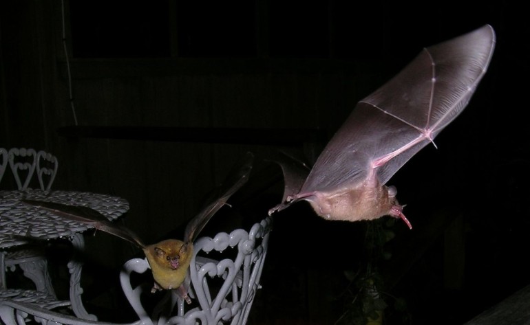 Photo of two nectar feeding bats at CocoView resort in Roatan.