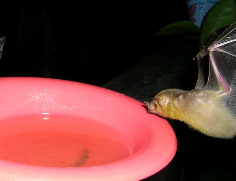 Photo of a nectar feeding bat drinking sugar water at CocoView resort in Roatan.