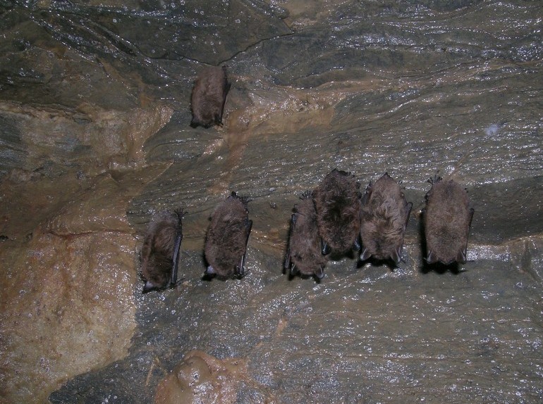Photo of bats inthe Amphitheatre, Gage cave.