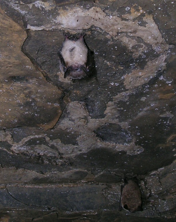 Photo of bats in the Amphitheatre, Gage cave.