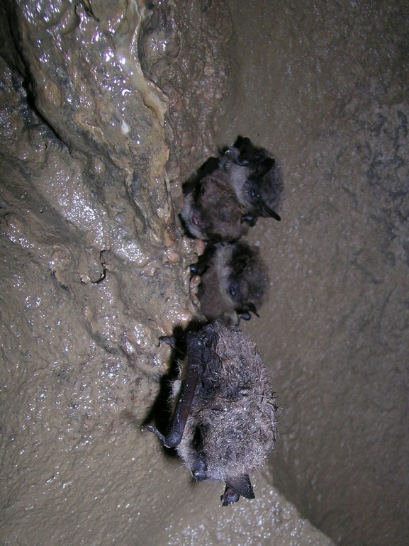 Photo of bats in the Amphitheatre, Gage cave.