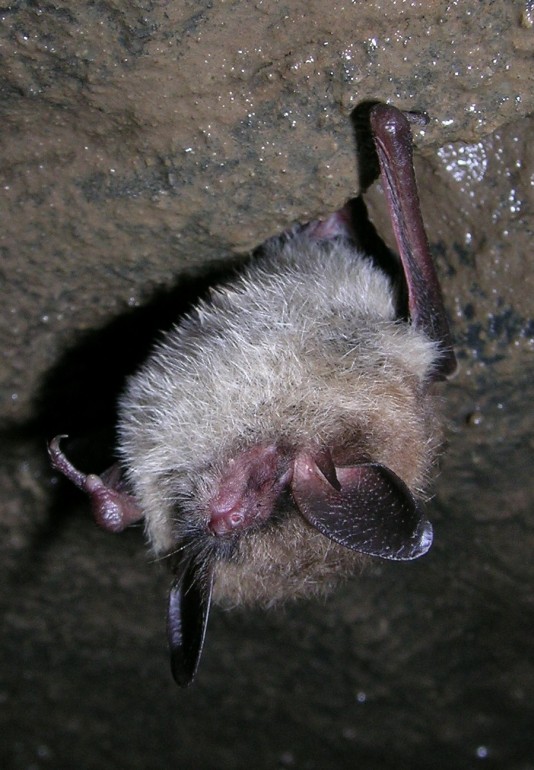 Photo of a bat in the Amphitheatre, Gage cave.