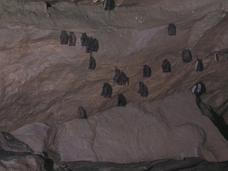 Photo of bats in Gage Cave.