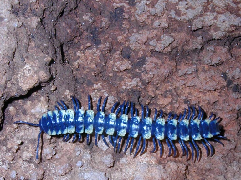 Photo of blue millipede.
