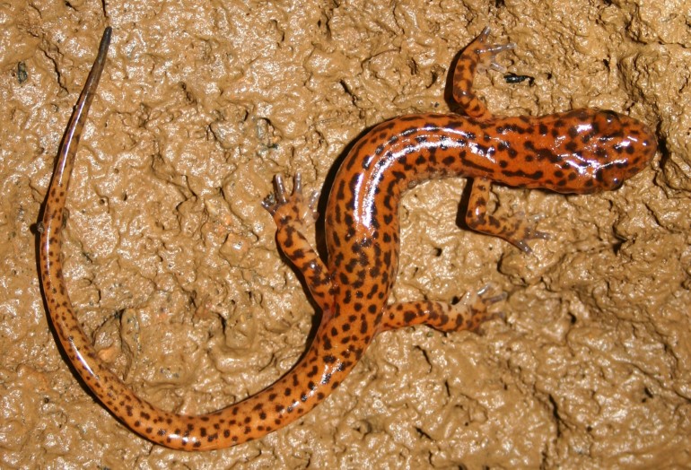 Photo of a salamander.